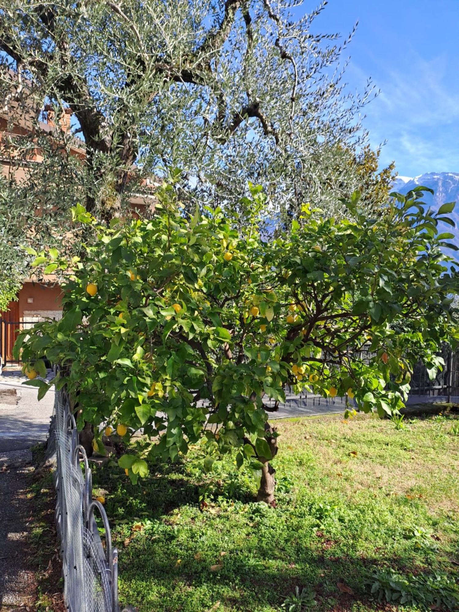 Oma Margareta Apartment Limone sul Garda Buitenkant foto