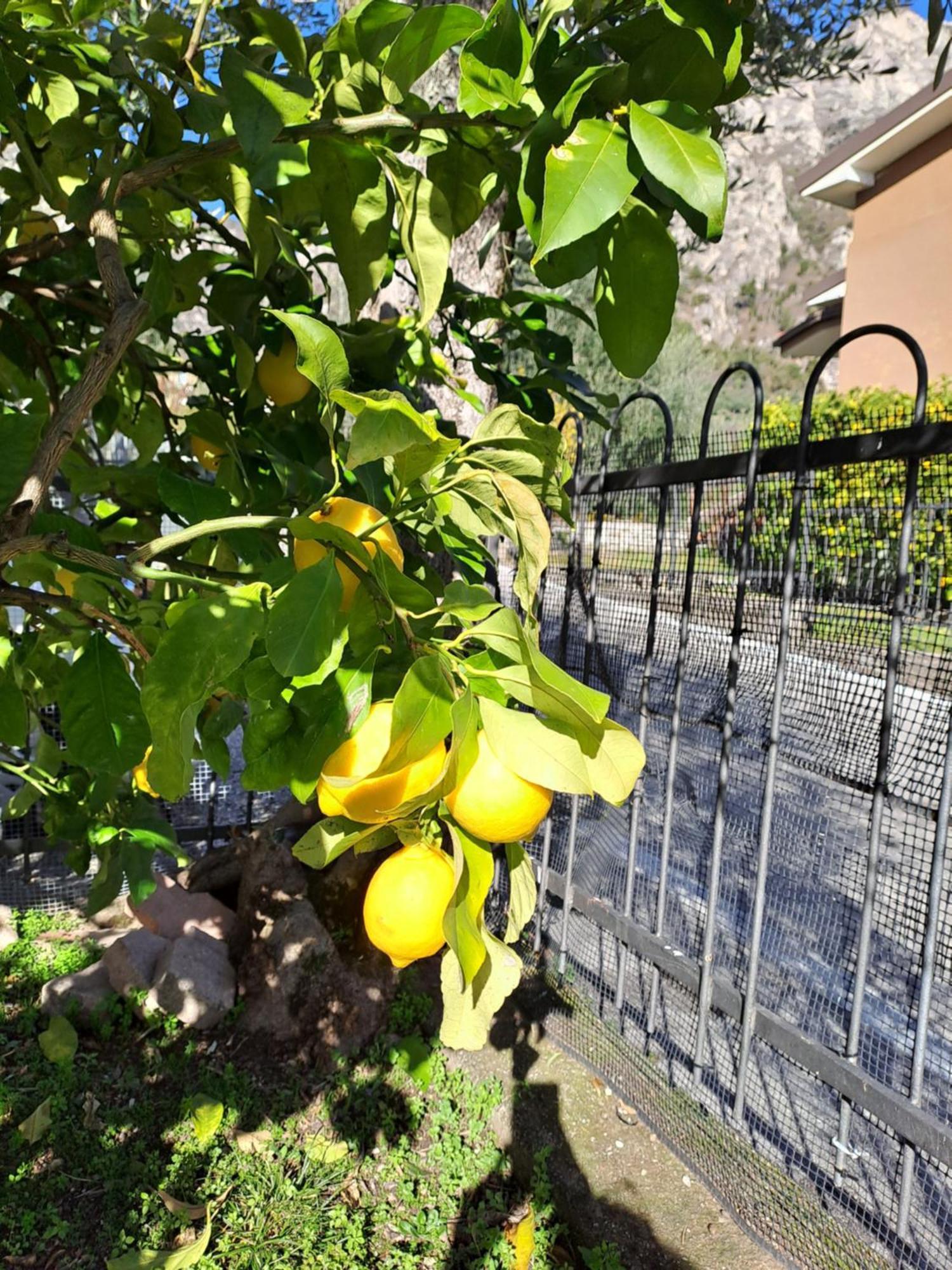 Oma Margareta Apartment Limone sul Garda Buitenkant foto